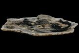 Tropical Hardwood Petrified Wood Dish - Indonesia #131454-2